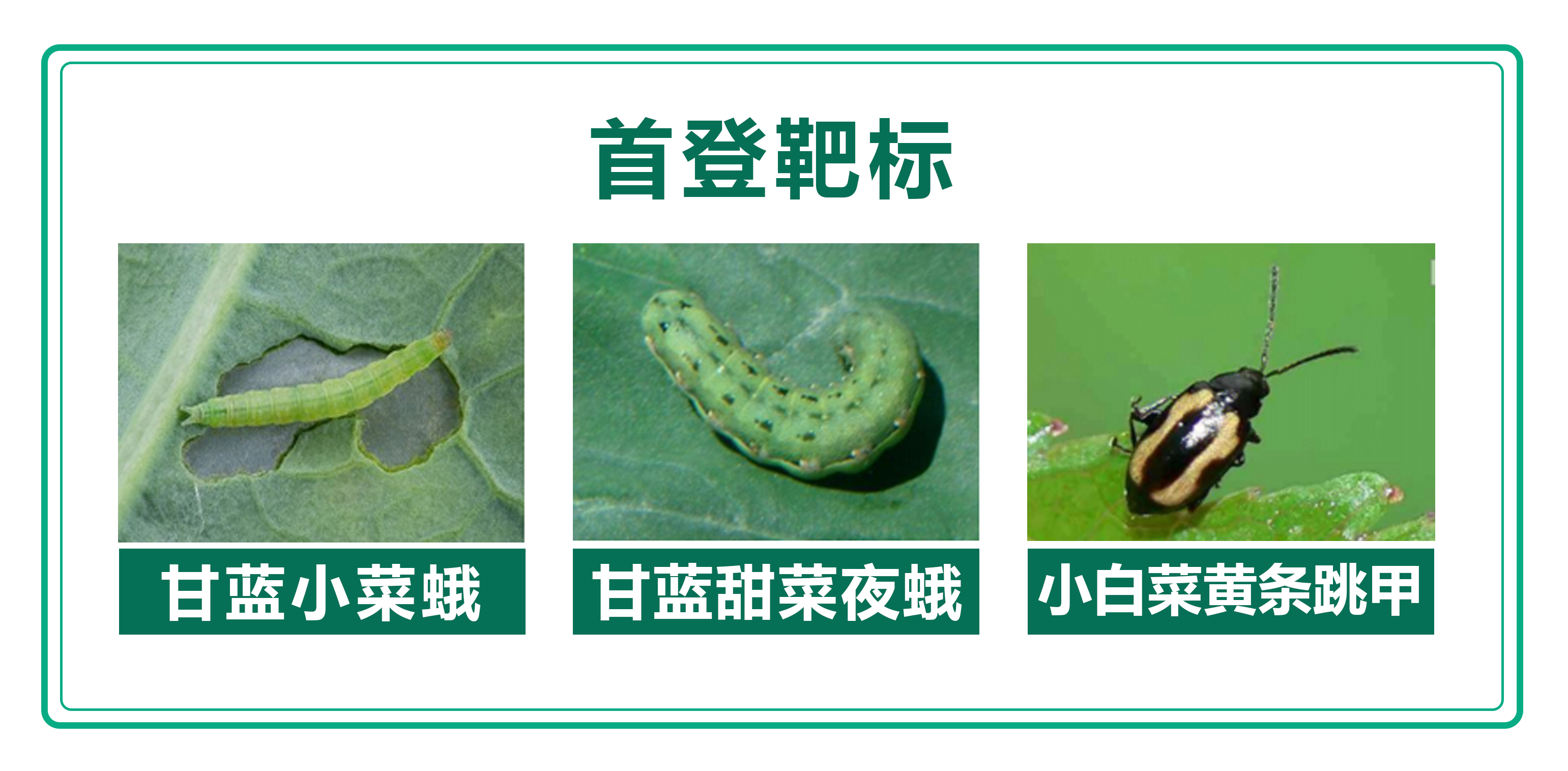 環(huán)丙首登靶標(biāo).png